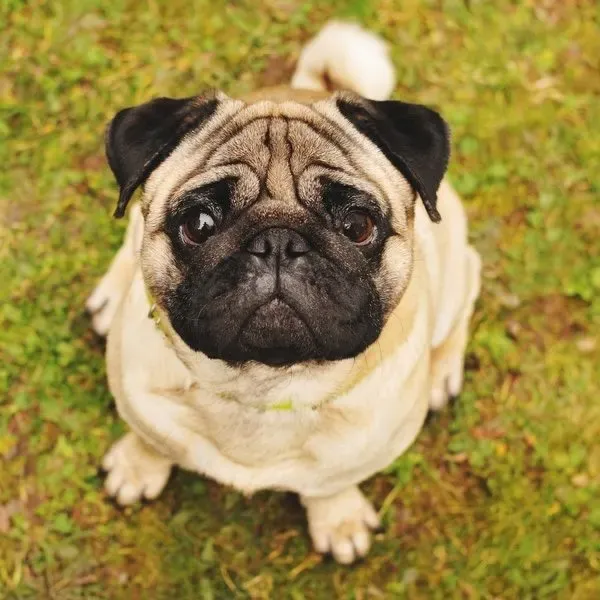 Pug