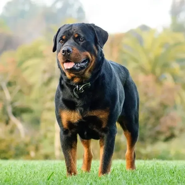 Rottweiler