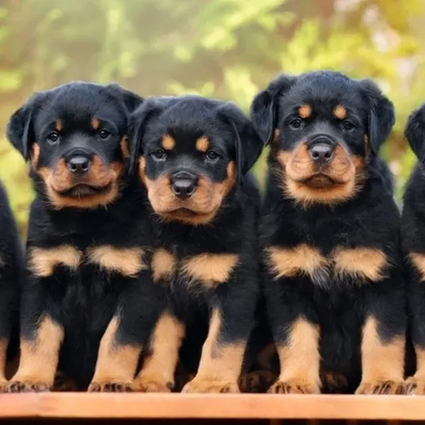 Rottweiler · fotografía 4