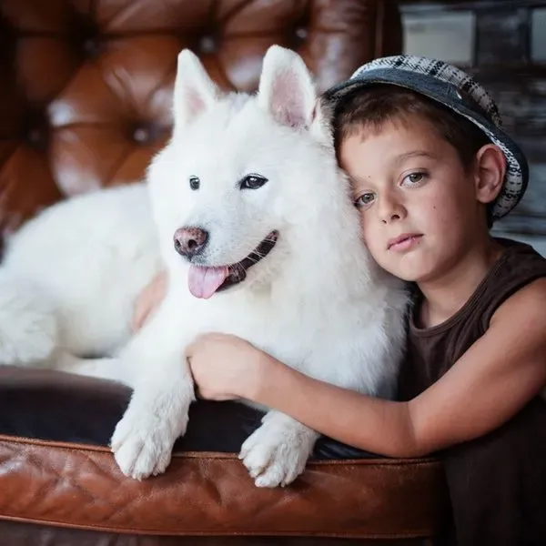 Samoyedo · fotografía 3