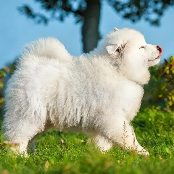 Samoyedo · fotografía 5
