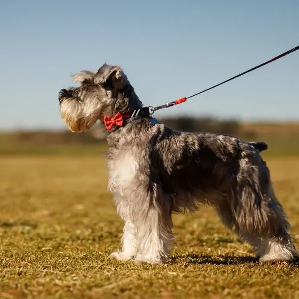 Schnauzer