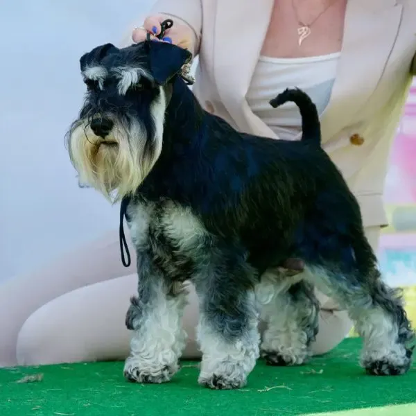Schnauzer · fotografía 9