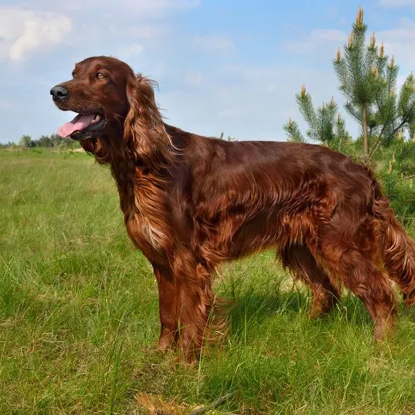Setter irlandés