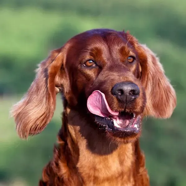 Setter irlandés · fotografía 8