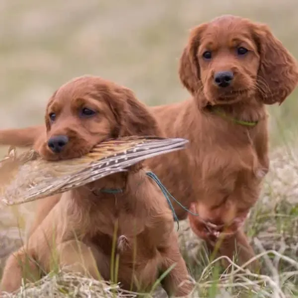 Setter irlandés · fotografía 9