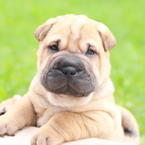Shar Pei · fotografía 3