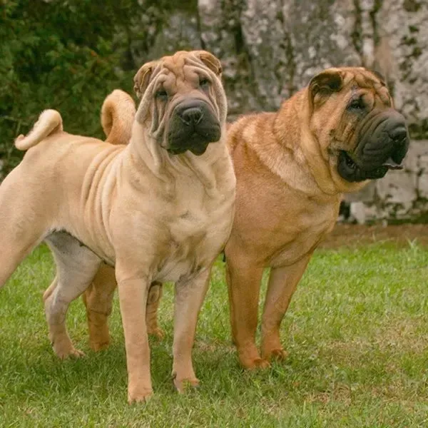 Shar Pei · fotografía 6
