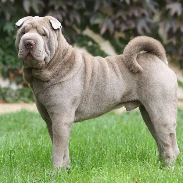 Shar Pei