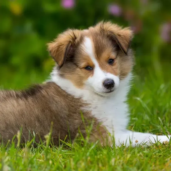 Shetland Sheepdog · fotografía 10
