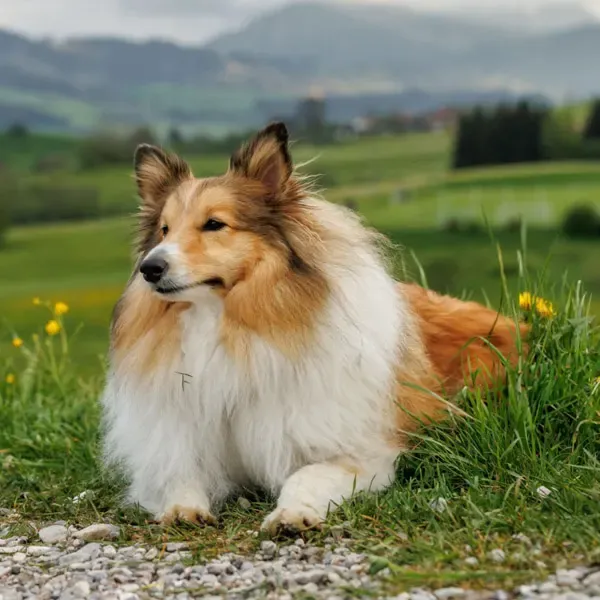 Shetland Sheepdog · fotografía 11