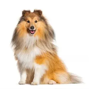 Shetland Sheepdog · fotografía 2