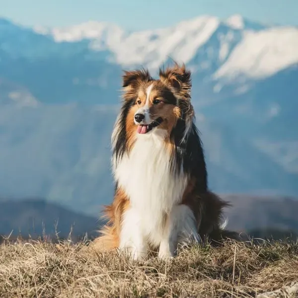 Shetland Sheepdog · fotografía 3