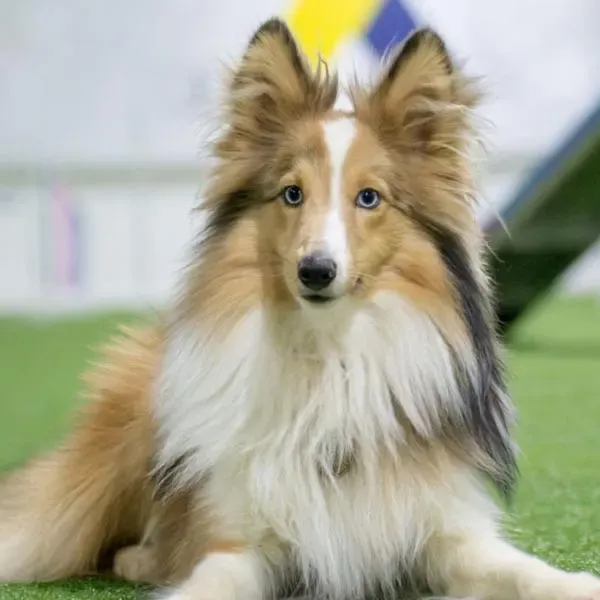 Shetland Sheepdog · fotografía 4