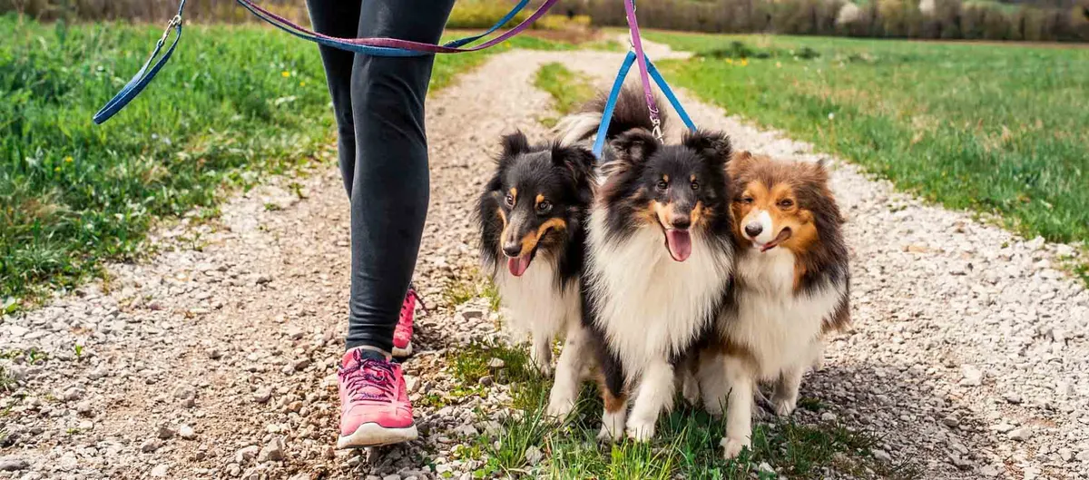 Shetland Sheepdog · fotografía 5