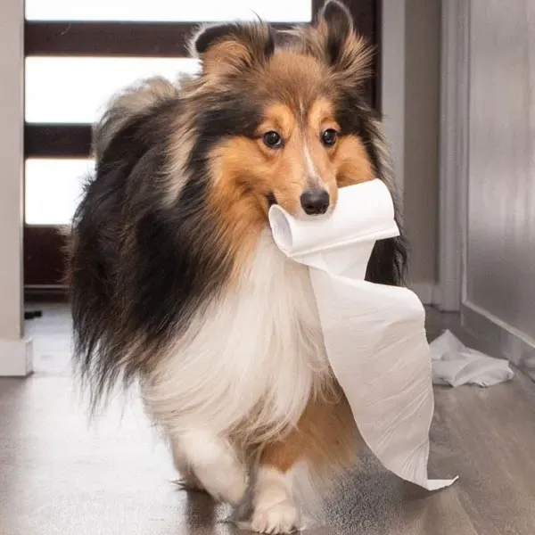 Shetland Sheepdog · fotografía 6