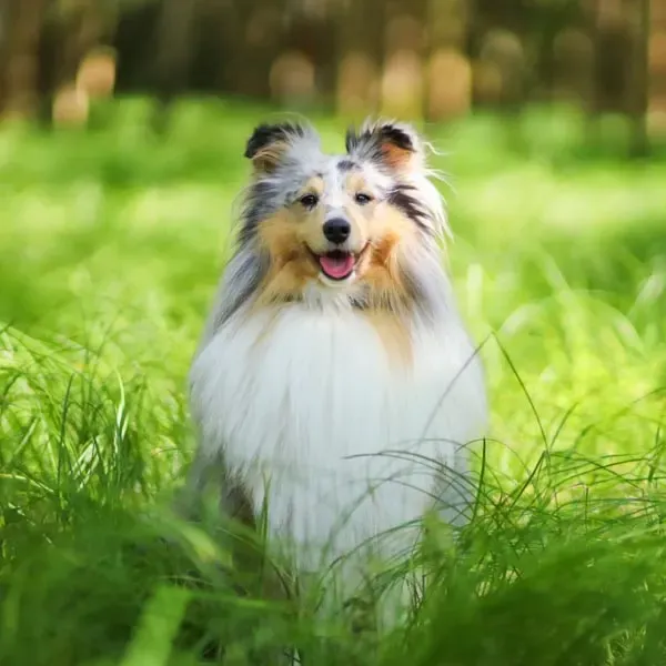 Shetland Sheepdog · fotografía 7