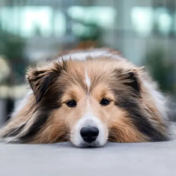 Shetland Sheepdog · fotografía 8