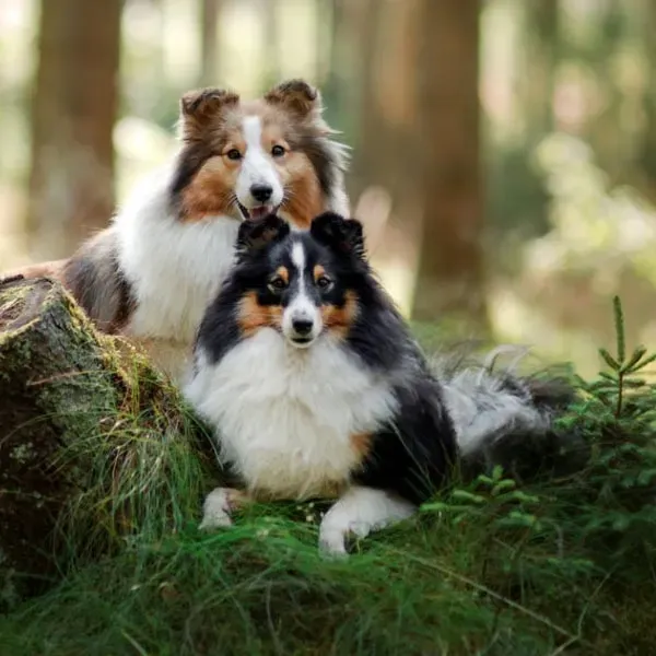Shetland Sheepdog · fotografía 9