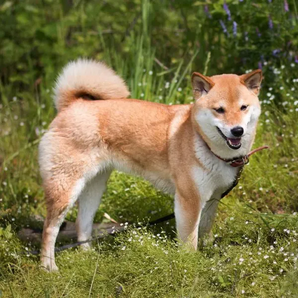 Shiba Inu · fotografía 10