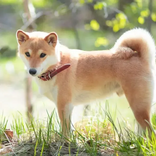 Shiba Inu · fotografía 11