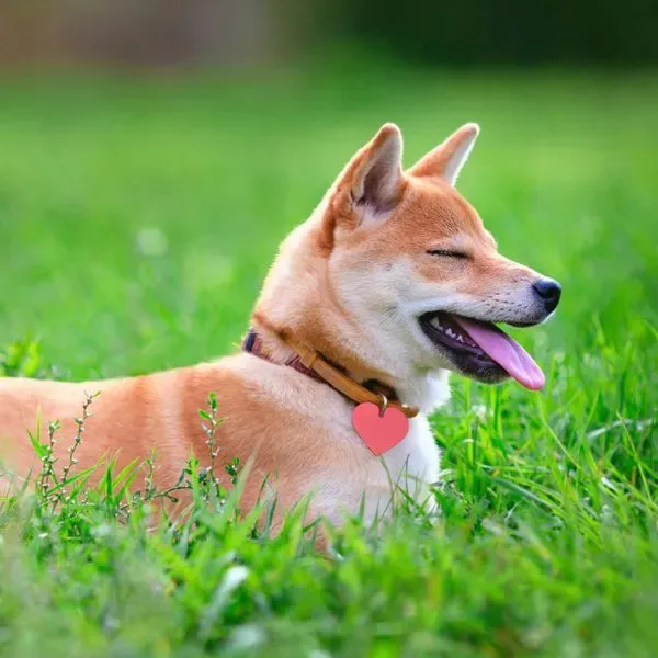 Shiba Inu · fotografía 12