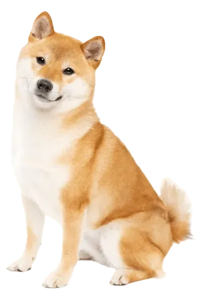 Shiba Inu · fotografía 2