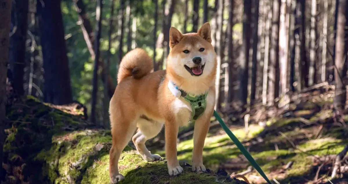 Shiba Inu · fotografía 3