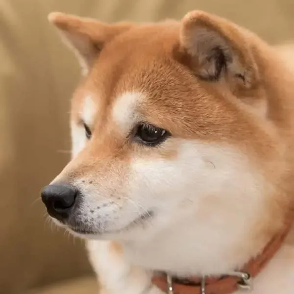Shiba Inu · fotografía 4