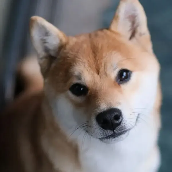 Shiba Inu · fotografía 5
