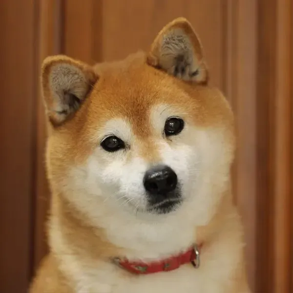 Shiba Inu · fotografía 6