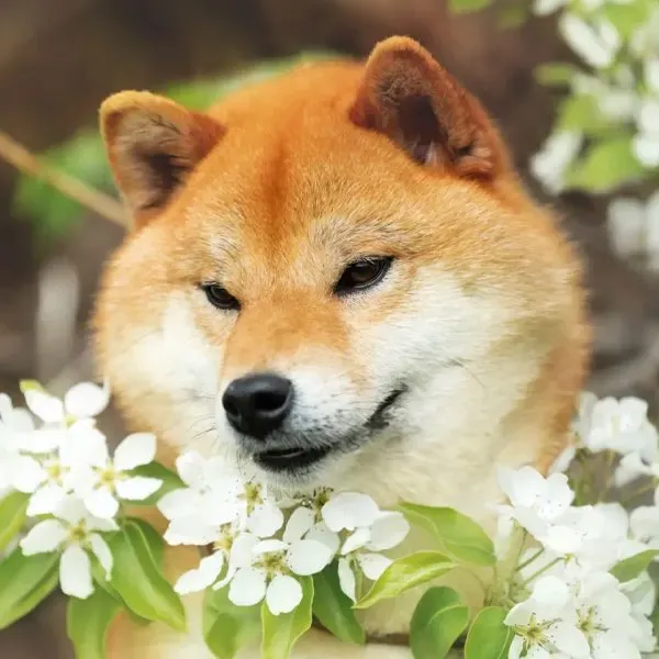 Shiba Inu · fotografía 7