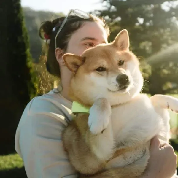 Shiba Inu · fotografía 8