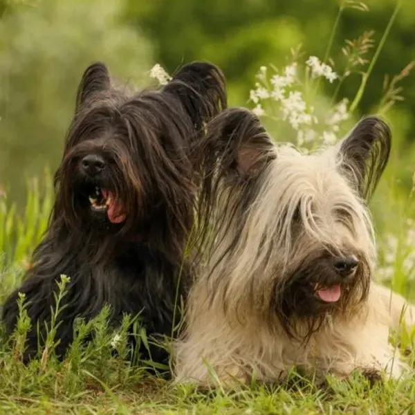 Skye terrier · fotografía 10