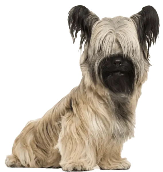 Skye terrier · fotografía 2