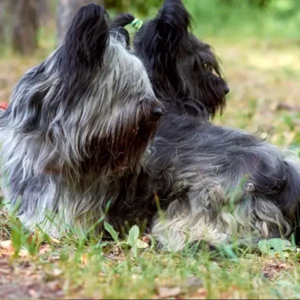 Skye terrier · fotografía 4
