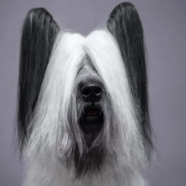 Skye terrier · fotografía 6