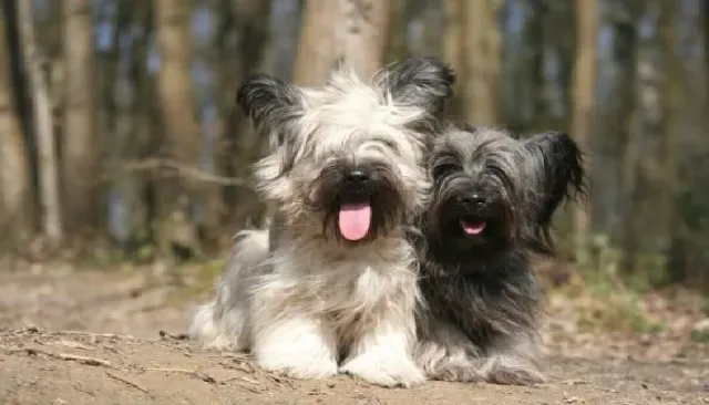 Skye terrier