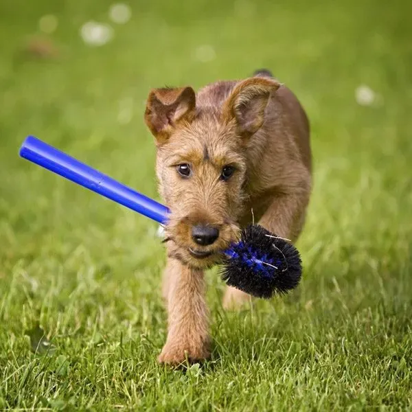 Terrier irlandés · fotografía 10