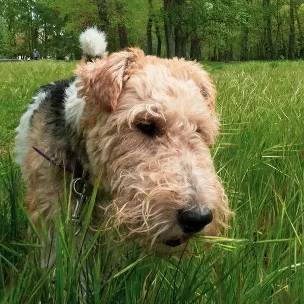 Terrier irlandés · fotografía 11