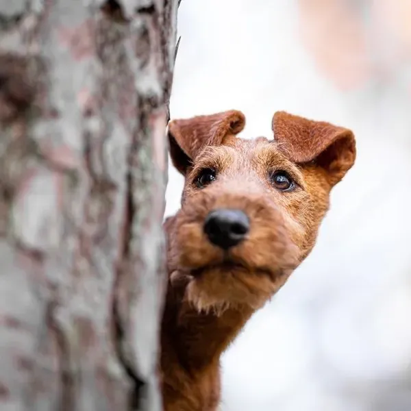 Terrier irlandés · fotografía 8