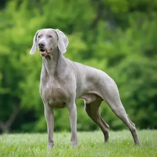 Weimaraner
