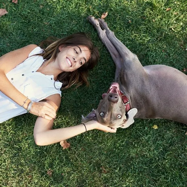 Weimaraner · fotografía 6