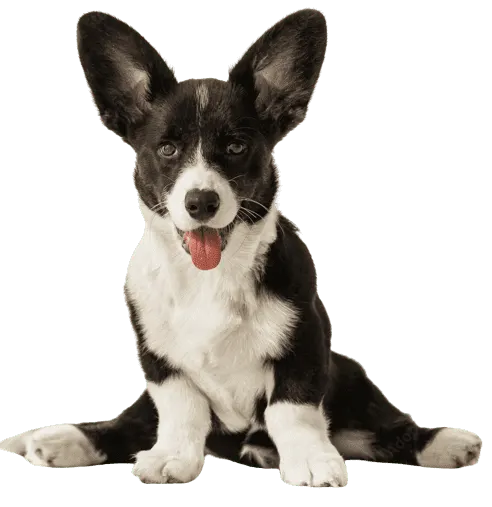 Corgi Cardigan · fotografía 2