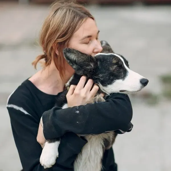 Corgi Cardigan · fotografía 3