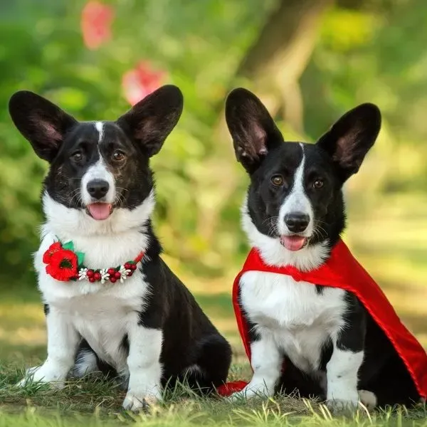 Corgi Cardigan · fotografía 4