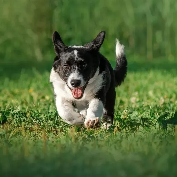 Corgi Cardigan · fotografía 5
