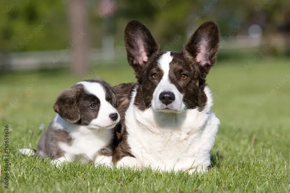 Corgi Cardigan