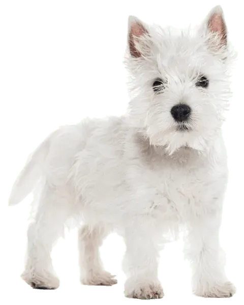 West Highland White Terrier · fotografía 2