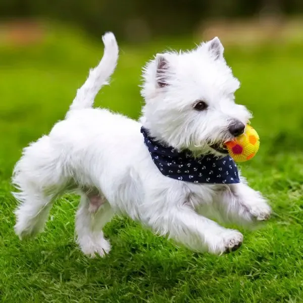 West Highland White Terrier · fotografía 5